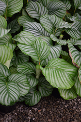 Orbifolia Prayer Plant (Calathea orbifolia) at Canadale Nurseries