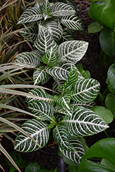 Zebra Plant (Aphelandra squarrosa) at Canadale Nurseries