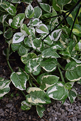 Pearls And Jade Pothos (Epipremnum aureum 'Pearls And Jade') at Canadale Nurseries