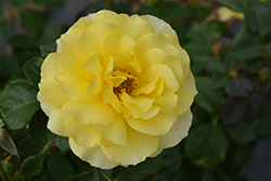 Sparkle And Shine Rose (Rosa 'WEKjunjuc') at Canadale Nurseries