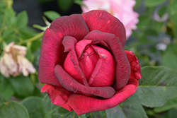 Oklahoma Rose (Rosa 'Oklahoma') at Canadale Nurseries