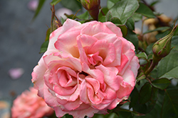 Pinkerbelle Rose (Rosa 'Meivanae') at Canadale Nurseries