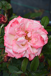 Pinkerbelle Rose (Rosa 'Meivanae') at Canadale Nurseries