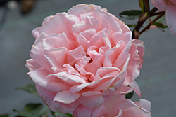 Queen Elizabeth Rose (Rosa 'Queen Elizabeth') at Canadale Nurseries