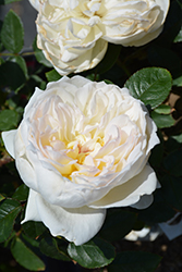 Bolero Rose (Rosa 'Meidelweis') at Canadale Nurseries