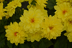Dahlinova Hypnotica Yellow Dahlia (Dahlia 'Hypnotica Yellow') at Canadale Nurseries