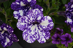 Headliner Night Sky Petunia (Petunia 'KLEPH15313') at Canadale Nurseries