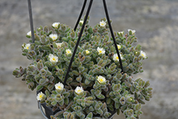 Pickle Plant (Delosperma echinatum) at Canadale Nurseries