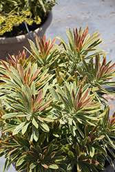 Ascot Rainbow Variegated Spurge (Euphorbia 'Ascot Rainbow') at Canadale Nurseries