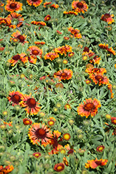 SpinTop Copper Sun Blanket Flower (Gaillardia aristata 'SpinTop Copper Sun') at Canadale Nurseries