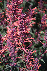 Kudos Coral Hyssop (Agastache 'Kudos Coral') at Canadale Nurseries