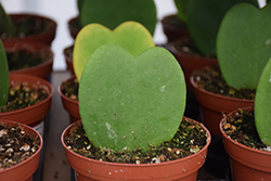 Sweetheart Plant (Hoya kerrii) at Canadale Nurseries