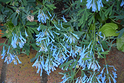 Hillier Porcelain Blue Corydalis (Corydalis flexuosa 'Hillier Porcelain Blue') at Canadale Nurseries
