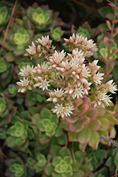 Kiwi Aeonium (Aeonium 'Kiwi') at Canadale Nurseries