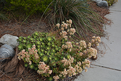 Kiwi Aeonium (Aeonium 'Kiwi') at Canadale Nurseries