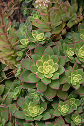 Kiwi Aeonium (Aeonium 'Kiwi') at Canadale Nurseries