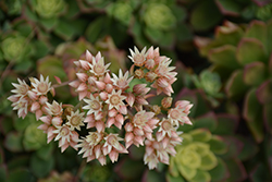 Kiwi Aeonium (Aeonium 'Kiwi') at Canadale Nurseries