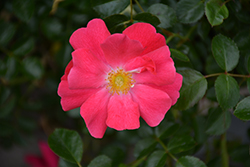 Flower Carpet Pink Supreme Rose (Rosa 'Flower Carpet Pink Supreme') at Canadale Nurseries