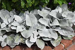 Angel Wings Senecio (Senecio candicans 'Senaw') at Canadale Nurseries