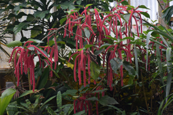 Firetail Chenille Plant (Acalypha hispida) at Canadale Nurseries