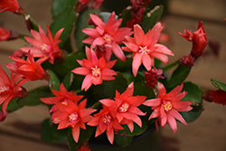 Easter Cactus (Rhipsalidopsis gaertneri) at Canadale Nurseries