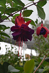Voodoo Fuchsia (Fuchsia 'Voodoo') at Canadale Nurseries