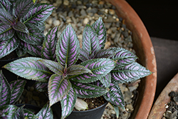 Persian Shield (Strobilanthes dyerianus) at Canadale Nurseries