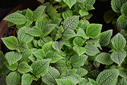 Moon Valley Pilea (Pilea involucrata 'Moon Valley') at Canadale Nurseries