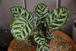 Peacock Plant (Calathea makoyana) at Canadale Nurseries