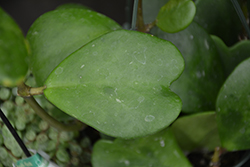 Sweetheart Plant (Hoya kerrii) at Canadale Nurseries