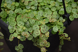 String of Turtles Plant (Peperomia prostrata) at Canadale Nurseries