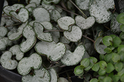 Silver String of Hearts (Ceropegia woodii 'Silver') at Canadale Nurseries