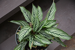 Color Full Vittata Prayer Plant (Calathea elliptica 'Vittata') at Canadale Nurseries