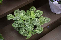 White Nerve Plant (Fittonia 'White') at Canadale Nurseries