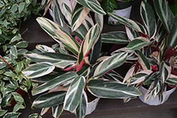 Triostar Stromanthe (Stromanthe sanguinea 'Triostar') at Canadale Nurseries