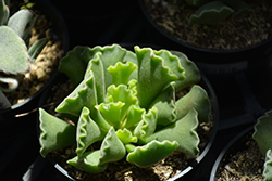 Crinkle-leaf Plant (Adromischus cristatus) at Canadale Nurseries