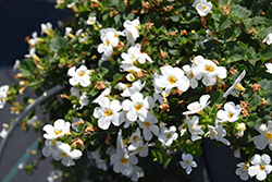 Snowstorm Snow Globe Bacopa (Sutera cordata 'Snowstorm Snow Globe') at Canadale Nurseries