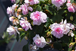 Rockapulco Appleblossom Impatiens (Impatiens 'BALFIEPLOS') at Canadale Nurseries