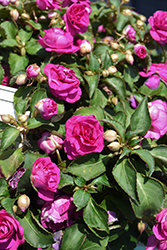 Rockapulco Purple Impatiens (Impatiens 'BALFIEPRIM') at Canadale Nurseries