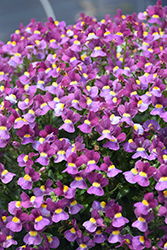 Aromance Mulberry Nemesia (Nemesia 'Aromance Mulberry') at Canadale Nurseries