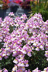 Aromance&reg Pink Nemesia (Nemesia 'INNEMAROPI') at Canadale Nurseries