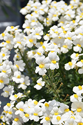 Sunsatia Coconut Nemesia (Nemesia 'Sunsatia Coconut') at Canadale Nurseries