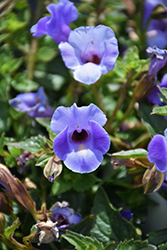 Summer Wave Large Blue Torenia (Torenia 'Summer Wave Large Blue') at Canadale Nurseries