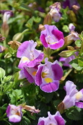 Catalina Pink Torenia (Torenia 'Dancatpink') at Canadale Nurseries