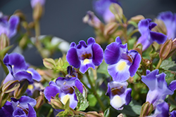 Catalina Midnight Blue Torenia (Torenia 'Dancat911') at Canadale Nurseries
