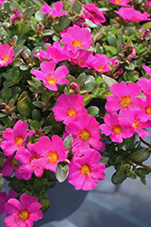 Mojave Fuchsia Portulaca (Portulaca grandiflora 'Mojave Fuchsia') at Canadale Nurseries
