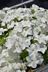 Intensia White Annual Phlox (Phlox 'DPHLOX866') at Canadale Nurseries