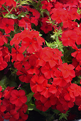 Intensia Red Hot Annual Phlox (Phlox 'DPHLOX911') at Canadale Nurseries