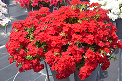 Intensia Red Hot Annual Phlox (Phlox 'DPHLOX911') at Canadale Nurseries