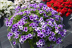 Intensia Blueberry Annual Phlox (Phlox 'Intensia Blueberry') at Canadale Nurseries